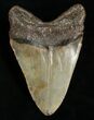 Nice Inch Megalodon Tooth #4998-2